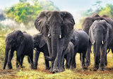 PUZZLE TREFL 1000 ELEFANTI AFRICANI
