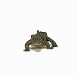 PAPO FIGURINA ALIGATOR