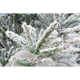 Brad Artificial de Craciun, Flippy, 2.10 m inaltime, Verde, Pulverizat alb-tip zapada, Diametru inferior 130 cm, Interior/ Exterior - vivimall.ro