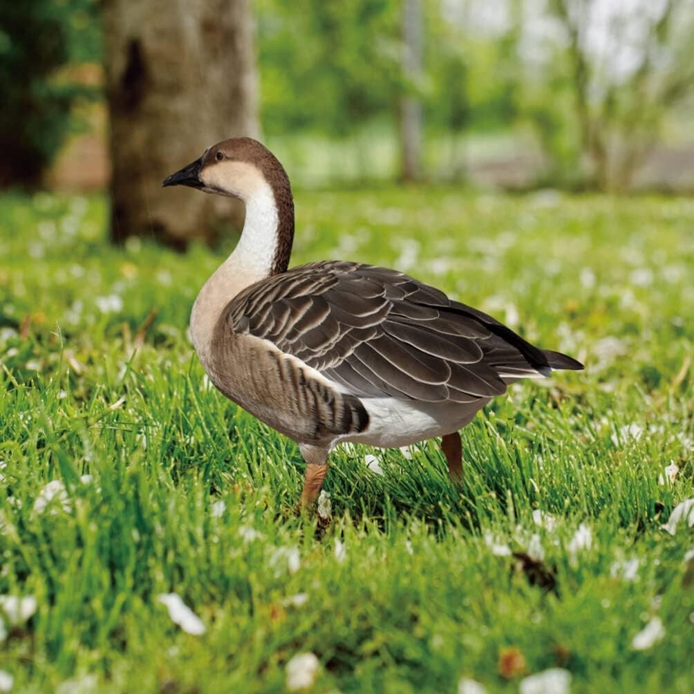 Decoratiune de Gradina, Vivimall, Model Gasca Salbatica, Tip Placa, Grosime 3 mm, Fata-Verso, 27 x 30 cm, Maro - vivimall.ro