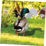 Set 2 Decoratiuni De Gradina Păsări | GardenCharm - vivimall.ro